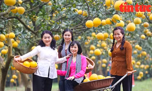 Vườn bưởi 30 năm tuổi ở Hà Nội hút khách check - in ngày cuối tuần