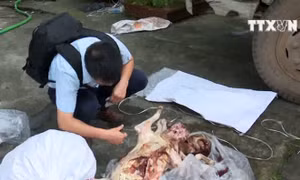 Săn bắn, giết động vật rừng trái phép bị phạt đến 400 triệu đồng