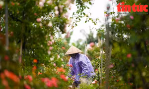 'Thủ phủ' hoa Mê Linh rộn ràng chuẩn bị Festival hoa đầu tiên