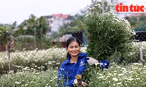 Vườn cúc hoạ mi hiếm hoi ở Nhật Tân khan hàng, giá bán cao ngất