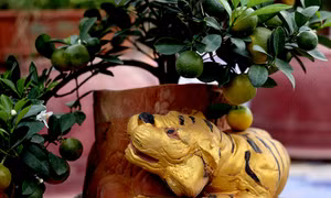 Hổ vàng ôm quất bonsai hút khách chơi Tết sớm