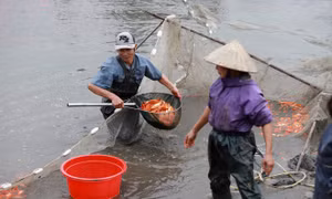 Làng nuôi cá chép đỏ Thuỷ Trầm hối hả trước ngày ông Công ông Táo