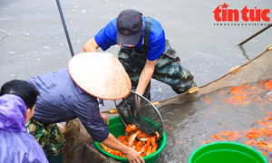 Làng cá chép đỏ Thủy Trầm nhộn nhịp trước ngày ông Công, ông Táo