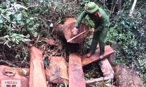 Đấu tranh chuyên án phá rừng quy mô lớn