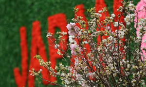 Khai mạc Lễ hội Hoa anh đào Nhật Bản - Hà Nội 2019