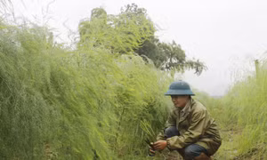 Lào Cai mang măng tây xuống chinh phục người tiêu dùng Thủ đô