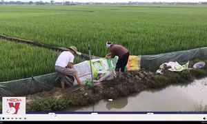 Dùng thuốc diệt cỏ đúng cách để bảo đảm an toàn trong sản xuất