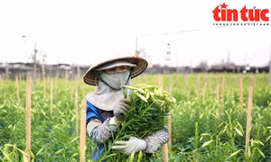Người dân Tây Tựu tất bật thu hoạch hoa loa kèn