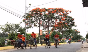 Ngắm hoa phượng vĩ đỏ rực Thành Nam