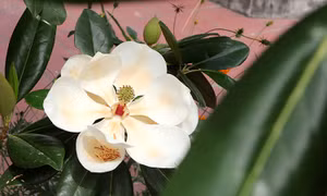Chiêm ngưỡng vẻ đẹp tinh khiết của hoa sen đất