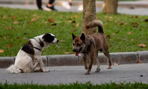Hãi hùng chó to thả rông không rọ mõm gây nguy hiểm nơi công cộng