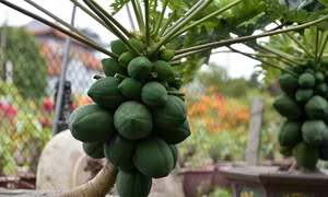Đu đủ bonsai chào đón Tết Nguyên đán 2022