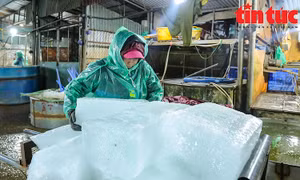 Tiểu thương chợ cá Yên Sở tay trần khiêng nước đá, bắt cá mưu sinh trong giá rét