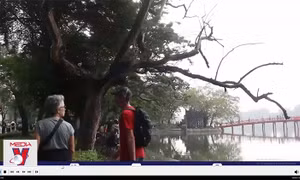 Loài cây ‘quý như vàng’ chết khô bên hồ Hoàn Kiếm