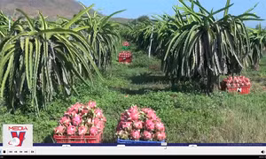 Cấm xuất khẩu nếu gian lận mã số vùng trồng
