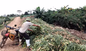 Cám cảnh rau củ phải nhổ bỏ, hoa để héo tại ruộng