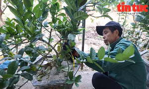 Phật thủ bonsai 'bạc triệu' hút khách chơi Tết