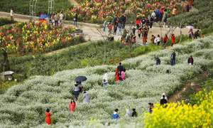 Khám phá triền hoa tím đẹp như Provence ngay tại Fansipan