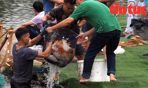 Di chuyển những con cá koi cuối cùng ra khỏi hồ Đầm Đông (Hồ Tây)