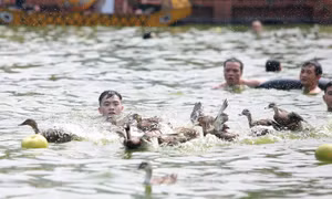 Độc đáo trò chơi 'ném bưởi, bắt vịt' ở lễ hội hóa Thánh làng Triều Khúc