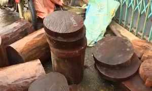 Bắt 3 đối tượng phá rừng nghiến ở Bắc Kạn