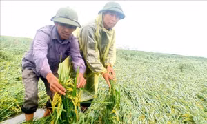Mưa, gió lớn khiến hơn 2.700 ha lúa ở Quảng Bình bị ngập, ngã đổ