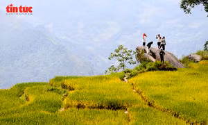 Y Tý rực rỡ sắc vàng mùa lúa chín