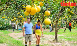 Vườn bưởi Diễn trĩu quả, người dân tấp nập tới check-in ngày cuối tuần