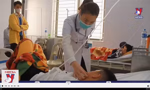 Nhóm học sinh ở Hà Tĩnh bị ngộ độc quả cây ngô đồng