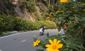 Hoa dã quỳ nở vàng trên núi Ba Vì