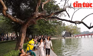 Cận cảnh 3 cây sưa quý chết khô bên hồ Hoàn Kiếm gây nguy hiểm cho người dân