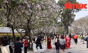 Người dân Thủ đô đổ xô chụp ảnh mùa hoa ban
