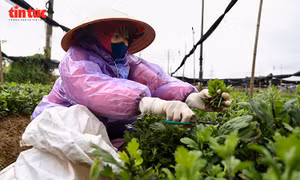 Giá rét bao trùm, nông dân Hà Nội gồng mình chăm hoa Tết