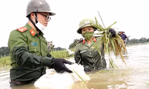 Công an Hà Nội lội ruộng gặt lúa giúp nông dân Thạch Thất chạy ngập