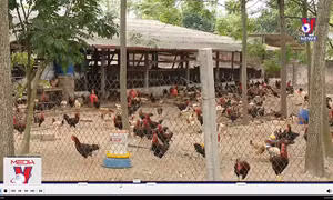 Hộ chăn nuôi có thể bị loại khỏi 'cuộc chơi'