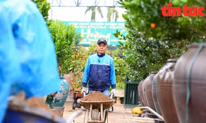 Mặc mưa rét, nông dân Tứ Liên hối hả chuẩn bị cho vụ quất mới