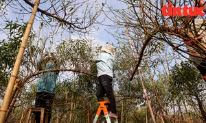 Chủ vườn chi tiền triệu mỗi ngày thuê nhân công tuốt lá đào