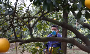 Bưởi Diễn được mùa, người dân kiếm tiền tỷ dịp Tết
