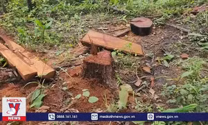 Gia Lai triệt phá vụ khai thác gỗ trái phép quy mô lớn