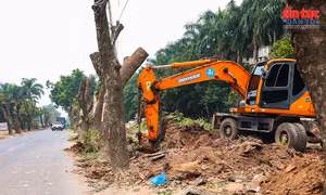 Di dời hàng xà cừ cổ thụ phục vụ mở rộng đường 70