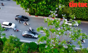 Ngỡ ngàng những hàng phượng tím khoe sắc ở Hà Nội