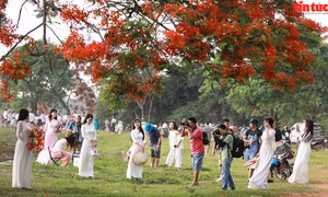 Cây hoa phượng vĩ rực rỡ 'gây sốt' tại đầm Vân Trì