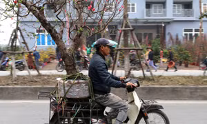 Dịp Tết, dịch vụ chở đào, quất thu tiền triệu mỗi ngày 