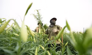 Tháng tư loa kèn nở rộ, người dân Tây Tựu tất bật 'vào mùa'