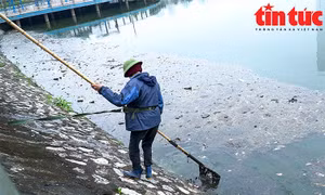 Cá chết bốc mùi hôi tại hồ nước công viên Thiên văn học 
