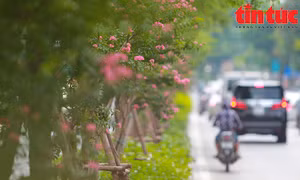 Hoa tường vi khoe sắc trên con đường từng được mệnh danh 'đẹp nhất Việt Nam'