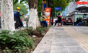 Nguy cơ cây xanh gãy đổ trên phố Trần Thái Tông trong mùa mưa bão