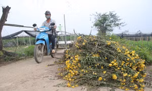 Làng hoa Tây Tựu điêu đứng vì dịch COVID-19: Hoa ly đầy vườn không ai cắt, hoa cúc nhổ bỏ vứt ven đường