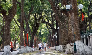 Giữa tiết trời như đổ lửa, vẫn có những con đường 'rất xanh của Hà Nội'