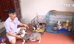 Nguy cơ dịch bệnh từ việc nuôi chó
